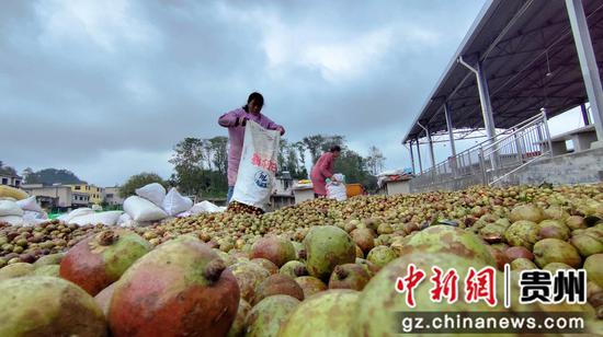 村民摊晒油茶果 村民摊晒油茶果