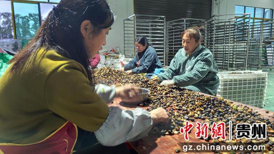 村民分捡油茶籽 村民分捡油茶籽