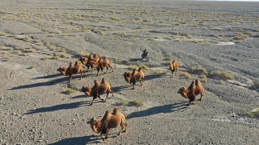 母骆驼在戈壁滩行走，柯坪县玉尔其乡阿热阿依玛克村养殖大户沙拉依丁·赛买提骑着摩托车观察骆驼情况。地拉吾尔摄