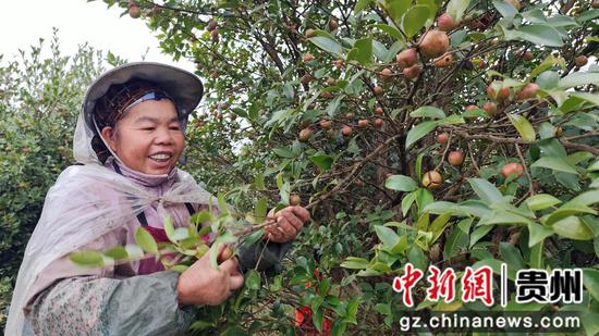 村民采摘油茶果 村民采摘油茶果