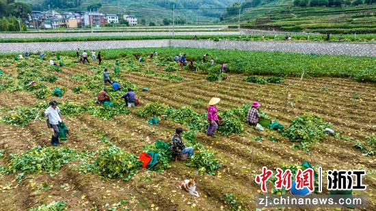 村民正在采收毛豆。淳安县委宣传部供图 村民正在采收毛豆。淳安县委宣传部供图