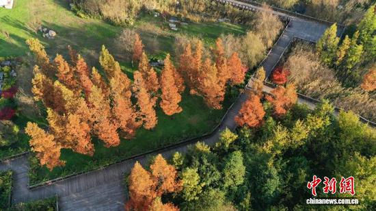 图为11月7日航拍草海北坡生态公园景色。赵庆能 摄 图为11月7日航拍草海北坡生态公园景色。赵庆能 摄