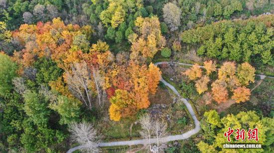 图为11月7日航拍草海北坡生态公园景色。岳刚 摄 图为11月7日航拍草海北坡生态公园景色。岳刚 摄