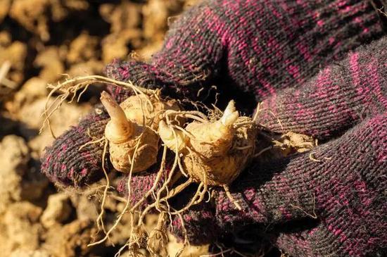 ▲景宁黄精种植面积超过1万亩。图源：景宁融媒