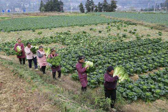 凤冈锌硒蔬菜基地。(饶云 摄) 凤冈锌硒蔬菜基地。(饶云 摄)