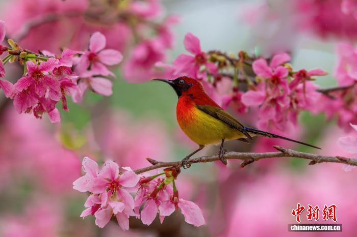中越跨境生态廊道重塑 催热观鸟潮