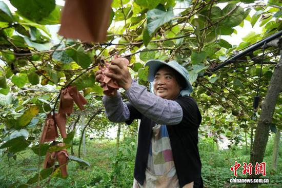 图为村民采摘猕猴桃。杨凯茗 摄 图为村民采摘猕猴桃。杨凯茗 摄