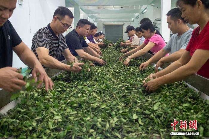 三阶赋能育茶匠：广西金秀瑶乡茶产业的创新路