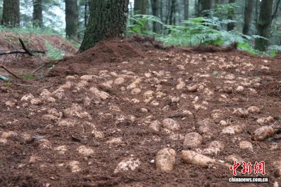 贵州大方仿野生种植天麻肉肥、饱满圆润。 吴传娟 摄 贵州大方仿野生种植天麻肉肥、饱满圆润。 吴传娟 摄