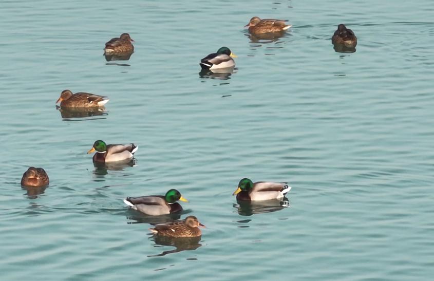 新疆莎車(chē):葉爾羌國(guó)家濕地公園迎來(lái)大批候鳥(niǎo)棲息過(guò)冬