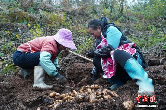 贵州大方村民采收天麻。 夏民 摄 贵州大方村民采收天麻。 夏民 摄