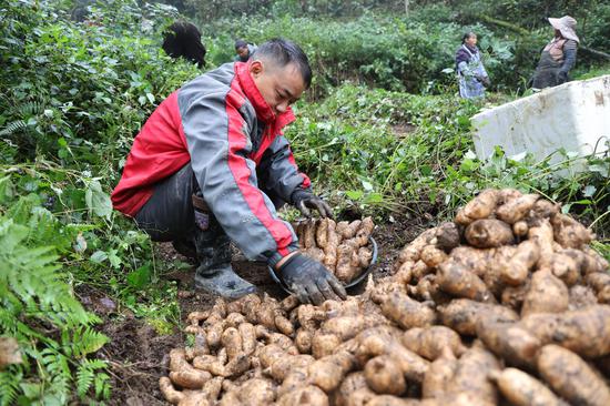 群众在小吉场镇吉丰村天麻基地采收天麻 万飘阳 摄 群众在小吉场镇吉丰村天麻基地采收天麻 万飘阳 摄