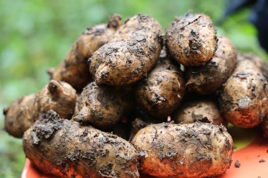 七星关区小吉场镇吉丰村天麻种植基地天麻丰收 万飘阳摄 七星关区小吉场镇吉丰村天麻种植基地天麻丰收 万飘阳摄