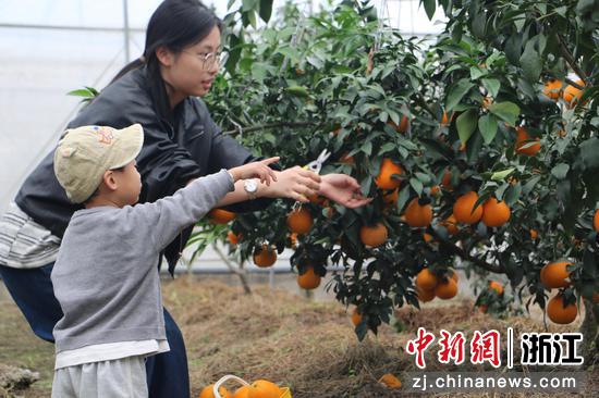 游客现场采摘“红美人”。胡丰盛 摄 游客现场采摘“红美人”。胡丰盛 摄