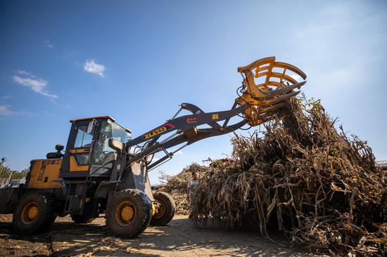 在贵州省毕节市大方县牛场乡九龙村,工工人用叉车卸载玉米秸秆。何志刚摄 在贵州省毕节市大方县牛场乡九龙村,工工人用叉车卸载玉米秸秆。何志刚摄