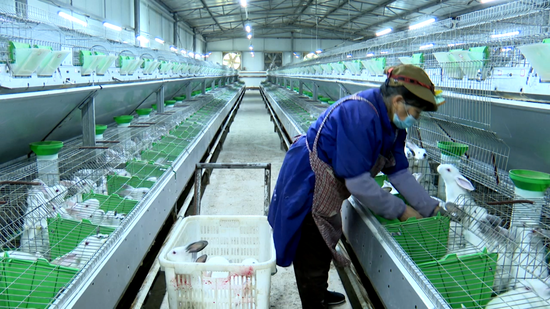 工作人员给兔子喂食 工作人员给兔子喂食