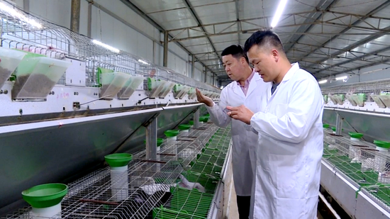 养殖人员查看兔子生长情况 养殖人员查看兔子生长情况