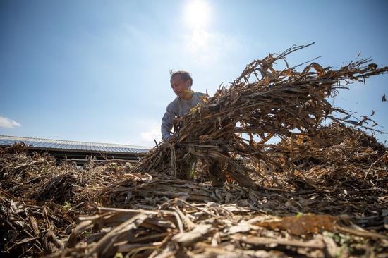 在贵州省毕节市大方县牛场乡九龙村,村民正在卸载玉米秸秆。何志刚摄 在贵州省毕节市大方县牛场乡九龙村,村民正在卸载玉米秸秆。何志刚摄