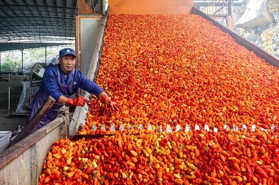 工业辣椒粗选 工业辣椒粗选