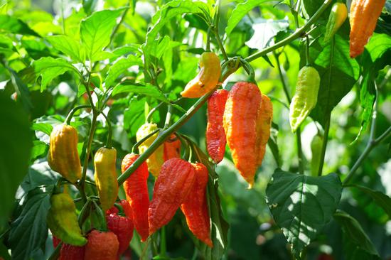 成熟的工业辣椒 成熟的工业辣椒