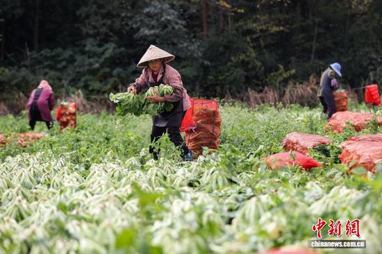 11月12日，工人在采收芥菜。中新社记者 瞿宏伦 摄