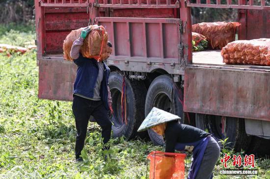 11月12日，工人将装袋的芥菜搬运上车。中新社记者 瞿宏伦 摄
