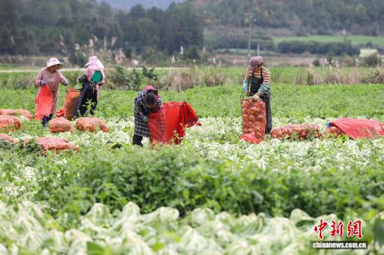 11月12日，工人在采收、装袋芥菜。中新社记者 瞿宏伦 摄