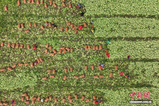 11月12日，工人在采收芥菜。近日，贵州省黔南布依族苗族自治州独山县基长镇高坪村种植的千亩芥菜丰收，工人抢抓晴好天气采收、整理、装袋芥菜，田间地头一派繁忙景象。据悉，该基地采用“订单式”农业生产模式以销定产，不仅确保了芥菜的销路，也为当地民众创造了“家门口”就业的机会，基地采收旺季日均用工量80人左右。（无人机照片）中新社记者 瞿宏伦 摄