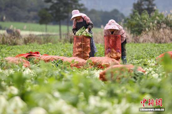 11月12日，工人将芥菜装袋。中新社记者 瞿宏伦 摄
