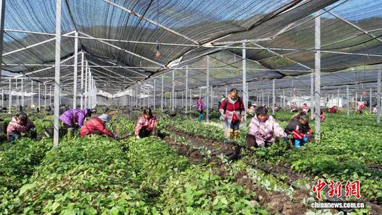 图为贵州省江口县淫羊藿育苗育种生态基地。黎福慧 摄 图为贵州省江口县淫羊藿育苗育种生态基地。黎福慧 摄
