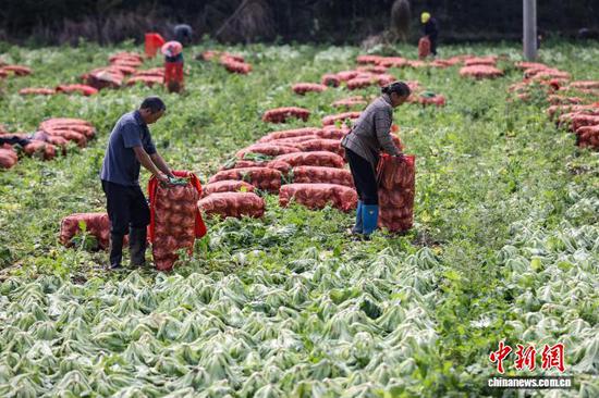 11月12日，工人将芥菜装袋。中新社记者 瞿宏伦 摄
