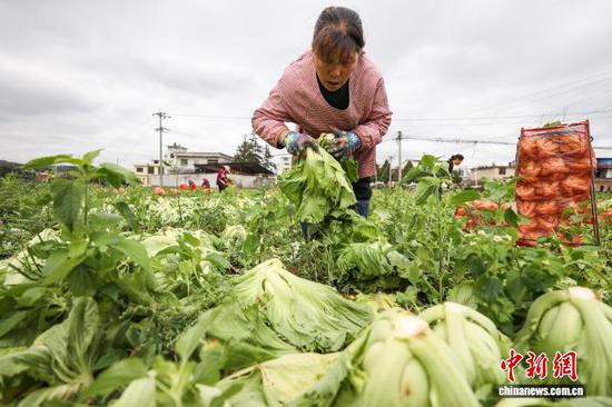 11月12日，工人在采收芥菜。中新社记者 瞿宏伦 摄
