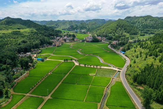 羊桥祝坝村杂交水稻制种基地。杨云 摄 羊桥祝坝村杂交水稻制种基地。杨云 摄