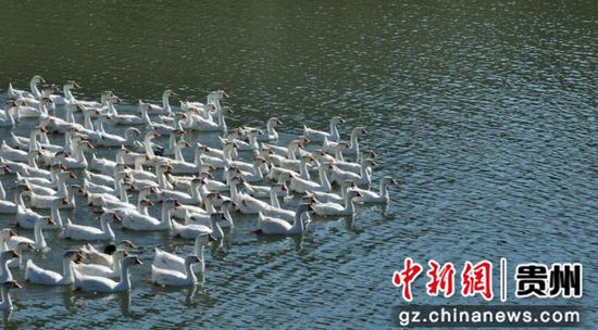 贵州省松桃县正大镇长征村生态优美。 贵州省松桃县正大镇长征村生态优美。