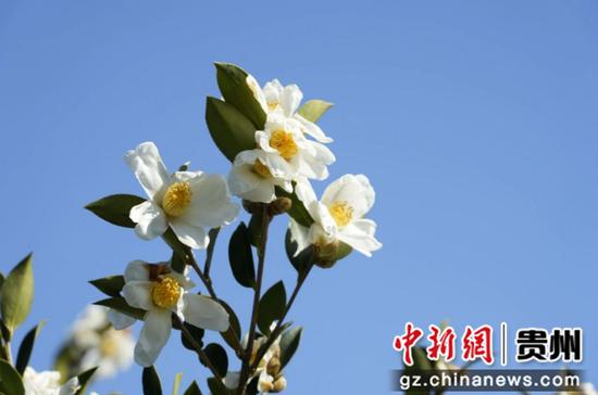 基地油茶花次第绽放。 基地油茶花次第绽放。