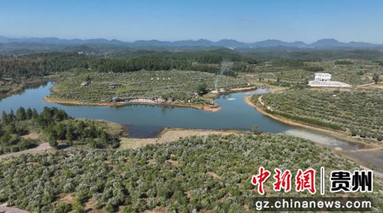 贵州省松桃县正大镇长征村的千亩油茶基地 贵州省松桃县正大镇长征村的千亩油茶基地