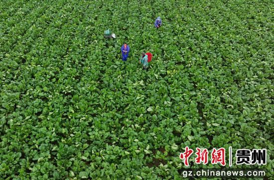 岑巩县凯本镇沈家湾村粤港澳大湾区“菜篮子”基地,村民在采收红菜薹。万再祥 摄 岑巩县凯本镇沈家湾村粤港澳大湾区“菜篮子”基地,村民在采收红菜薹。万再祥 摄