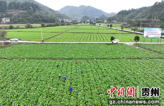 村民在采收红菜薹。万再祥 摄 村民在采收红菜薹。万再祥 摄