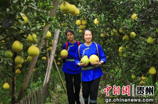 南明镇香柚园里,游客满载而归。杨洁茹 摄 南明镇香柚园里,游客满载而归。杨洁茹 摄