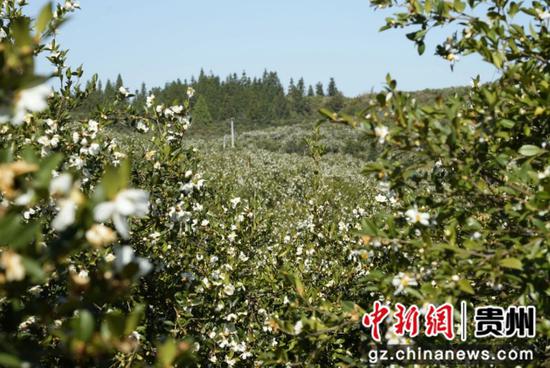 贵州省松桃县正大镇长征村的千亩油茶基地迎来盛花期。 贵州省松桃县正大镇长征村的千亩油茶基地迎来盛花期。