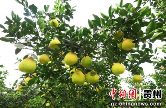 南明镇香柚园成熟的柚子。杨洁茹 摄 南明镇香柚园成熟的柚子。杨洁茹 摄