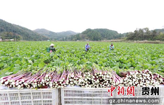 村民在采收红菜薹。万再祥 摄 村民在采收红菜薹。万再祥 摄