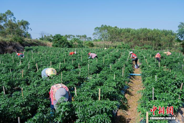 培育特色产业 广西乡村奏响致富“椒”响曲