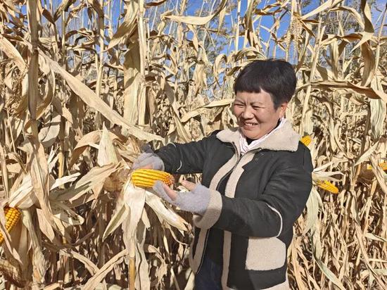 种植户正在向周边群众展示自己种植的新品种玉米。