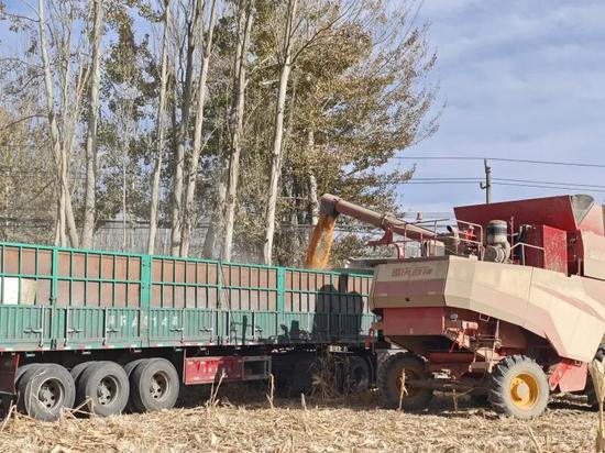 收割现场，脱粒机正在对玉米棒进行脱粒作业。