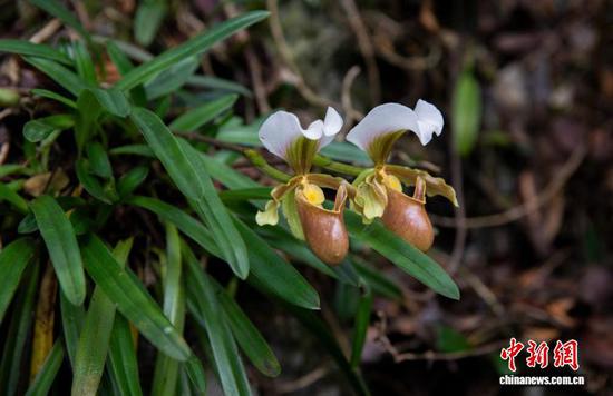 图为国家一级保护植物小叶兜兰。杨焱冰 摄 图为国家一级保护植物小叶兜兰。杨焱冰 摄