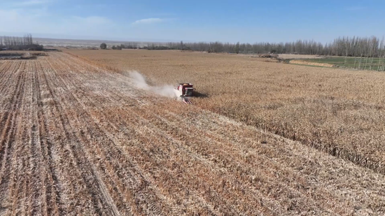 策勒县奴尔乡1100亩高海拔玉米正在收割。