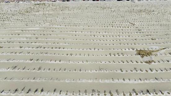 在和田县2025年冬季义务植树点，栽植的成片沙枣苗迎风挺立。7