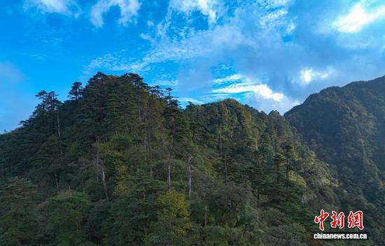 图为中国国家一级保护植物梵净山冷杉。徐建 摄 图为中国国家一级保护植物梵净山冷杉。徐建 摄