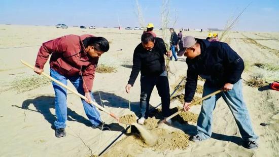 大家分工协作，默契配合，挥锹挖坑、培实新土、扶正树苗，每一道工序都认真仔细。